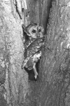 tawny owl 50